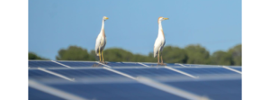 BayWa Secures Solar VPPA For 200 GWh In Spain
