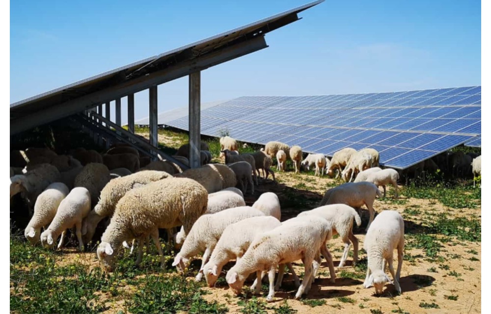 Iberdrola