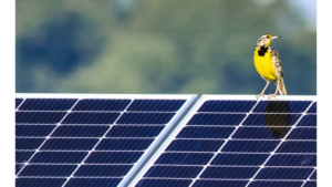 North America PV News Snippets: JERA Nex Makes US Solar Market Debut With 395 MW AC Acquisition & More